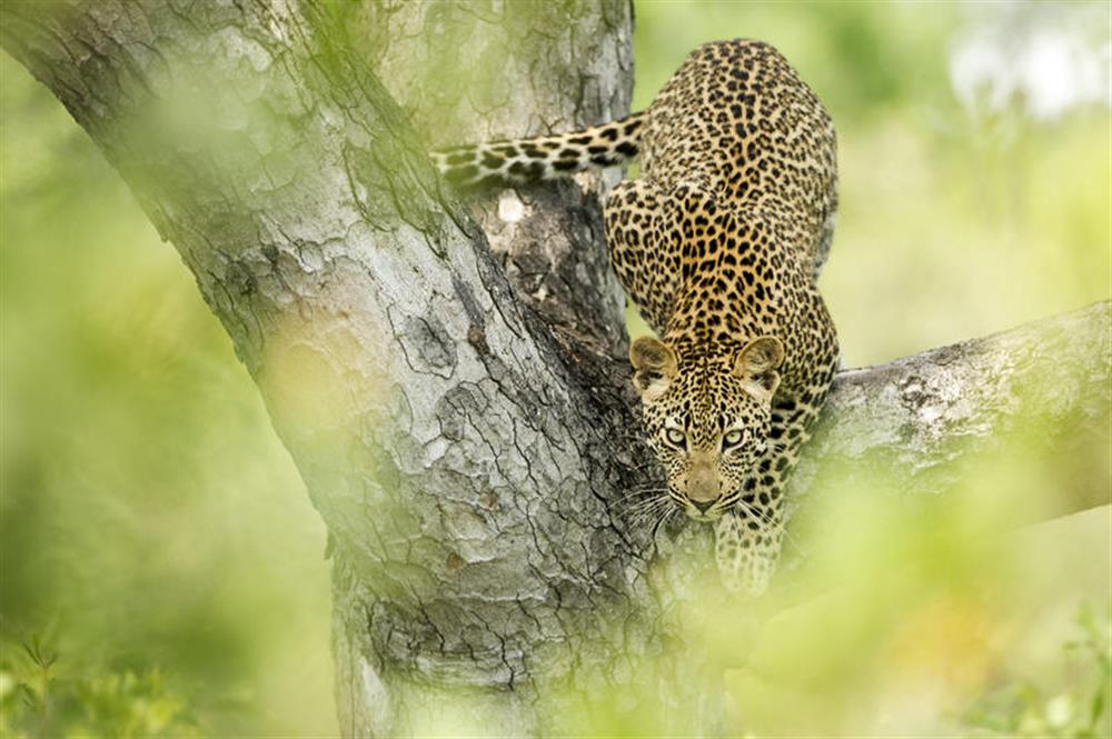 Singita Boulders Lodge